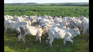 LOTE J04 - 107 GARROTES NELORE 307 Kg