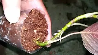 Aglaonema rotundum aceh