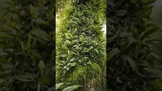 Bulbophyllum inconspicuum Orchid Growing on Tree Trunk with Green Moss #plants #nature #moss #orchid