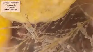 Skeleton Shrimp