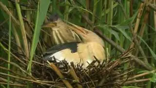Wetlands Work Wonders!