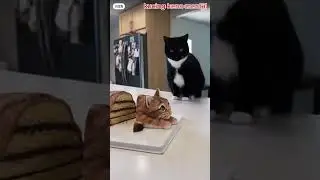 Kasihan Tapi Ngakak! 😂 Kucing Syok Lihat kue bentuk kucing di potong. #cats #kucinglucu  #catlovers