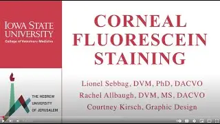 Fluorescein Staining in Dogs | Eye Exam Technique for Corneal Ulcers
