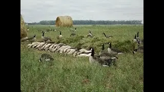 North Dakota Goose Hunt 2017 with Dakota Boys Waterfowl