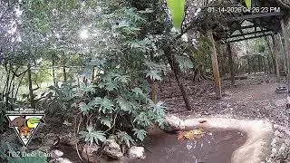 The Belize Zoo Live Cam