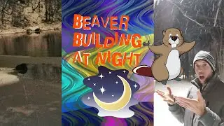 Beaver building at night🌃