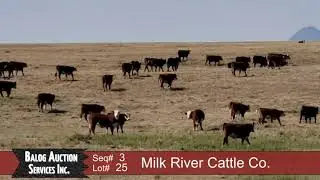 03 Balog 2019 Lot 25 Milkriver .mp4