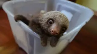 BABY SLOTH! Cutest Baby Sloth EVER!