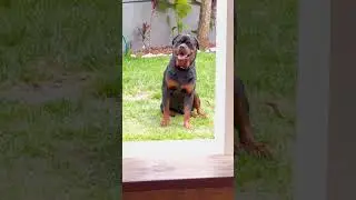 Logan #Tottweiler #pet #cachorro #lovedogs #dog