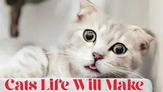 Funny Cat | Wild Animals Attack | 4k Video Funny Cat Video | Pussycat 