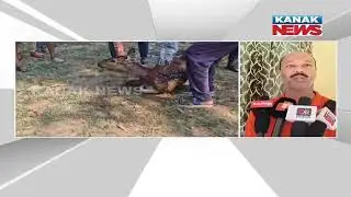 Stray Dogs Attack Deer In Odisha&rsquo;s Nabarangpur | Wildlife In Danger