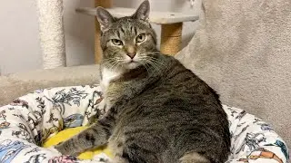 かわいそかわいいねこ