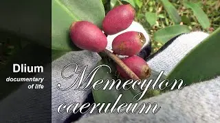 Javanese rose-apple (Memecylon caeruleum) - part 1