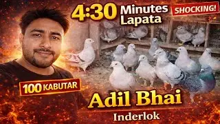 Adil Bhai k Kabutar 4:30 Minutes Lapata, Inderlok, New Delhi