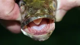 Invasive Fish That Can Breath Air, Survive on Land Found in Georgia