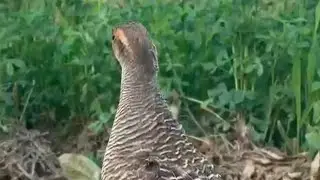 Old memory 😞 beautiful female sound teetar hunting song grey francolin calling