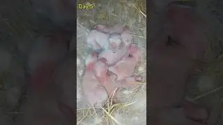 Rabbit babies growth day 1 to day 20
