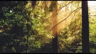 Morning Birdsong 1 hour - Beautiful and Relaxing Nature Sounds