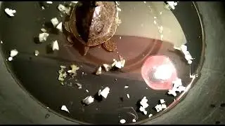 Tortoise passed a bunch of roundworms with feces while soaking in warm water. worms were 3-5