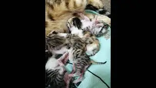 Драка котят. #bengalcat