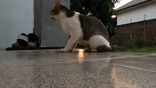 Cute a Cat Eating his Meal 🐱