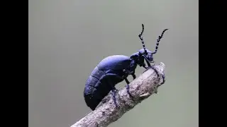 Oleica kr&oacute;wka  (Meloe proscarabaeus L.)