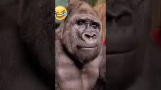 HUGE GORILLA FARTS