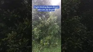 Cengkeh Lambang Kejayaan Rempah Masa Lalu, Ayo Bangkit