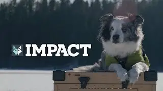 Impact Dog Crates: The Only Dog Crate You'll Ever Need, Guaranteed.