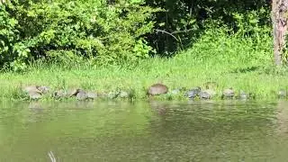 Relax with turtles sun bathing on shore, live nature sounds ASMR