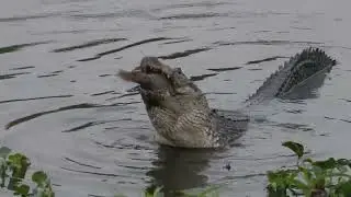 Gators fishing, gators fighting, gators bellowing, and gators crossing the trail
