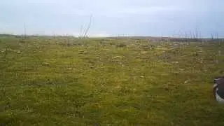 Lapwing feeding dance...
