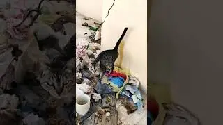 This Cat Peeing in the wall
