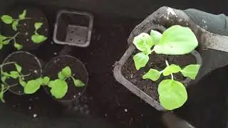How to transplant eggplant seedlings, repot aubergine seedlings, transplant tips: MattMagnusson.com