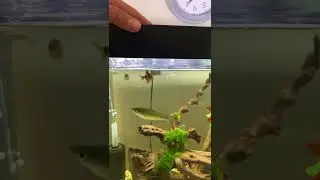 60 gallon tank