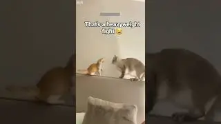 Cute Animals 😅 New Funny Cats 2024 🐱 # Part 8710