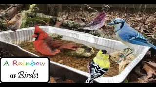 A Rainbow of Birds: Ground Birdbath Visitors! - (WATCH Before your Next Outing!)