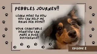 Help Pebbles come home with your charitable donation!