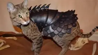 Cuteness Warning: Cat Armour!