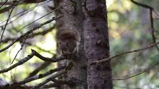 An American Red Squirrel Chattering