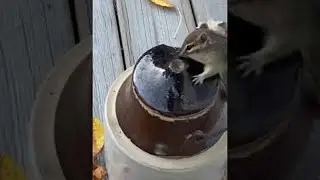 Smart Chipmunk Opens Crock Containing Peanuts || ViralHog