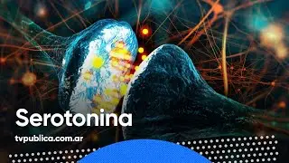 &iquest;Qu&eacute; es la serotonina? - En Casa Salud