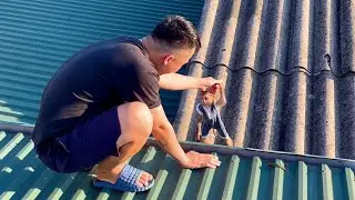 Monkey Sasa escaped to the roof, making his father worried
