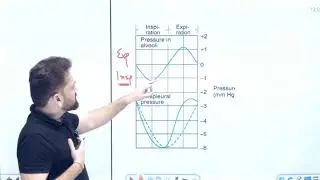 Pressure in Lungs | Intrapulmonary, Intrapleural & Transpulmonary Pressure | Dr. Naveen Porwal