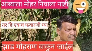 Mango Flowering Hacks to Maximize Your Harvest!