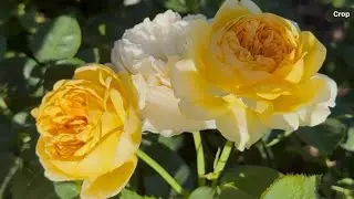 David Austin Rose - Bring me  Sunshine