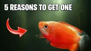 Here are 5 detailed reasons why the Red Honey Gourami is an outstanding choice for your aquarium: