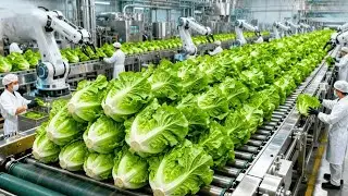 Iceberg Lettuce Factory Process | From Farm to Market | Full Production & Packaging