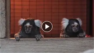Common Marmoset find true love