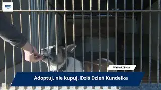 Adoptuj, nie kupuj. Dziś Dzień Kundelka